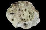 Cretaceous Fossil Sponge (Etheridgea) - Kazakhstan #91887-1